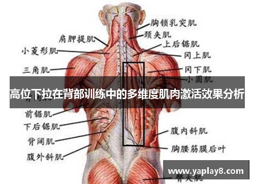 高位下拉在背部训练中的多维度肌肉激活效果分析